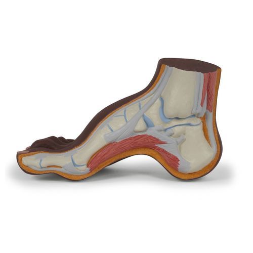 Modello anatomico osseo - M32D - 3B Scientific   - di muscolo / di piede / ad uso didattico