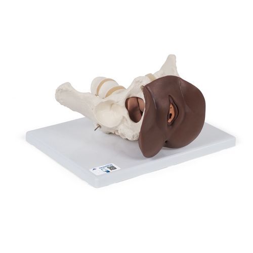 Modello anatomico di scheletro - L31D - 3B Scientific   - di utero / di retto / di organi genitali femminili