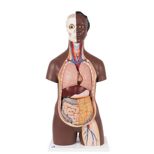 Modello anatomico di stomaco - B09D - 3B Scientific   - di intestino tenue / di polmone / rene