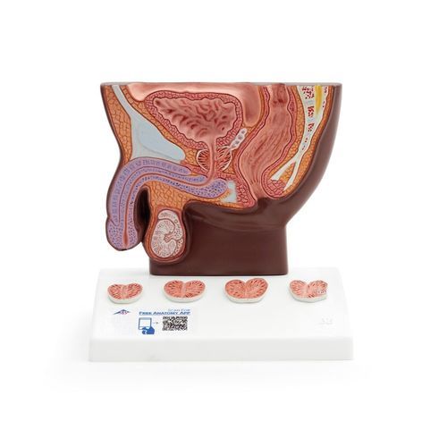 Modello anatomico di prostata - K41D - 3B Scientific   - uretra / di retto / di bacino