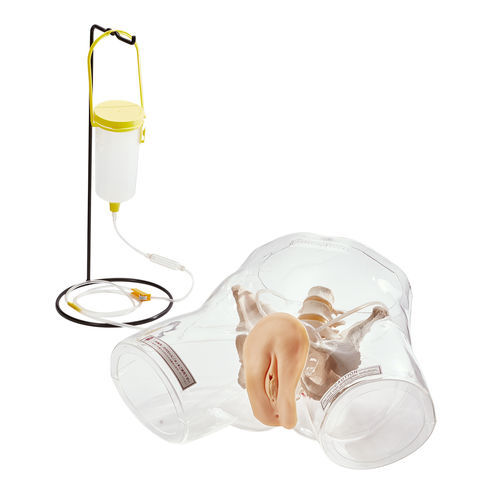 Modello anatomico di apparato urinario - W43028F - 3B Scientific   - vescica / uretra / di apparato sessuale femminile