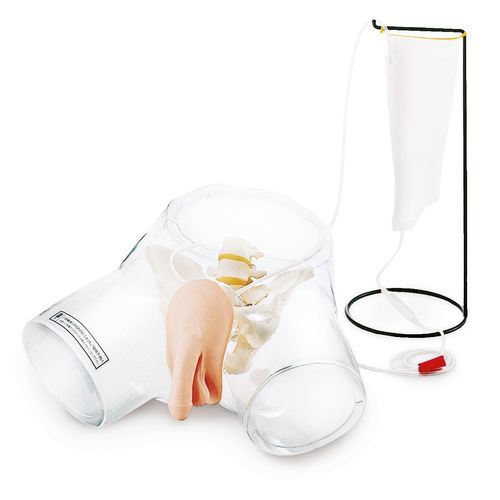 Modello anatomico di apparato urinario - W43028M - 3B Scientific   - vescica / uretra / di apparato sessuale maschile