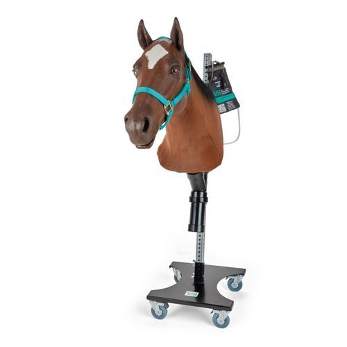 Manichino didattico da veterinario - 1025594 - 3B Scientific   - per intubazione con sonda nasogastrica / per iniezioni intramuscolari / per puntura venosa
