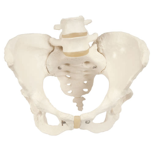 Modello anatomico di scheletro - A61 - 3B Scientific   - di bacino / ad uso didattico / femminile