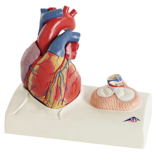 Modello anatomico di cuore - G01 - 3B Scientific   - ad uso didattico / con vasi sanguigni