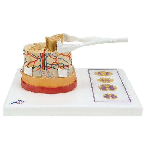Modello anatomico di midollo spinale - C41 - 3B Scientific   - ad uso didattico / con nervi