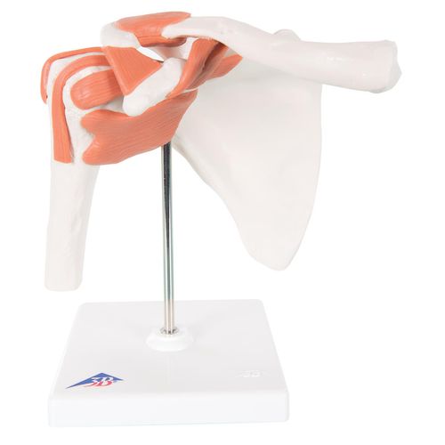 Modello anatomico di articolazione - A80 - 3B Scientific   - di spalla / ad uso didattico / flessibile