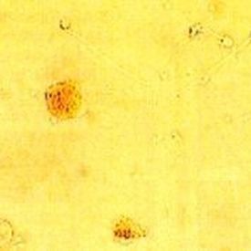 Kit di reagenti in soluzione - LeucoScreen™ - AB Analitica  - di biochimica / per analisi di sperma