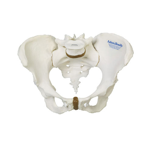 Simulatore didattico - AR35 - Adam, Rouilly - ostetrico/ginecologico / femminile / di pelvi