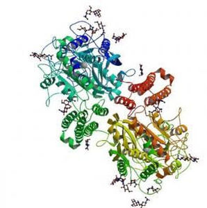 Reagente antigene nativo - P117-8 - BBI Enzymes  - per chimica clinica / da ricerca / per ELISA