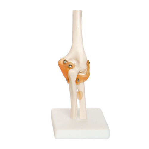 Modello anatomico di gomito - EDC210 - EMS Physio - in plastica / flessibile