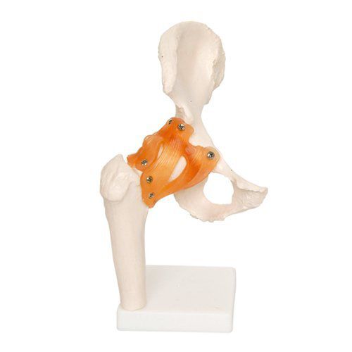 Modello anatomico di anca - EDC208 - EMS Physio - in plastica / flessibile