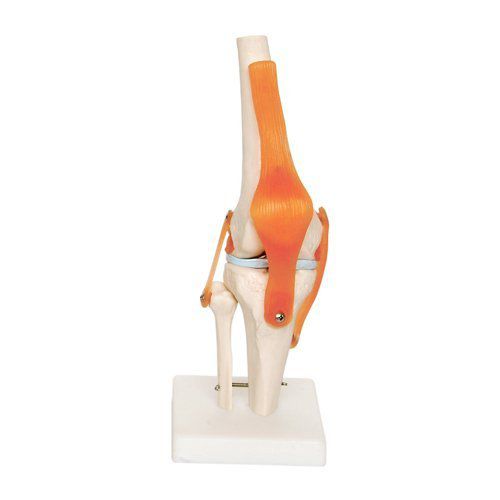 Modello anatomico per ginocchio - EDC209 - EMS Physio - in plastica / flessibile