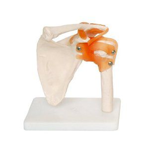 Modello anatomico di spalla - EDC207 - EMS Physio - flessibile