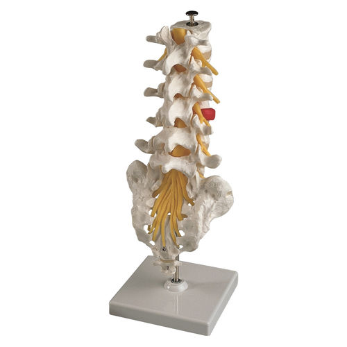 Modello anatomico di vertebre lombari - EDC201 - EMS Physio - flessibile