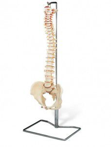 Modello anatomico di bacino - EDC204 - EMS Physio - cervicale / rachideo / di nervo