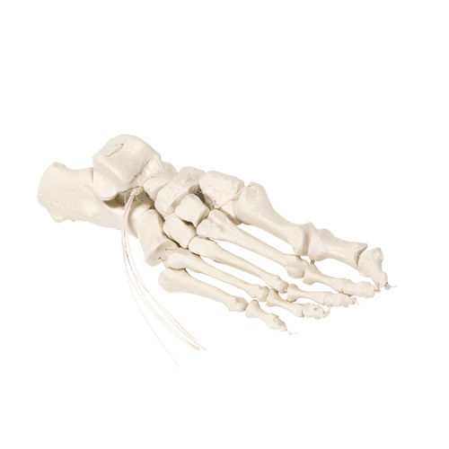 Modello anatomico di scheletro - 6061 - Erler-Zimmer - di piede / ad uso didattico