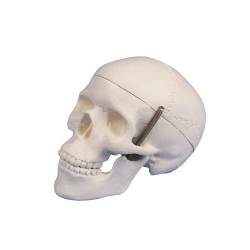 Modello anatomico di cranio - 4650 - Erler-Zimmer - ad uso didattico / in miniatura