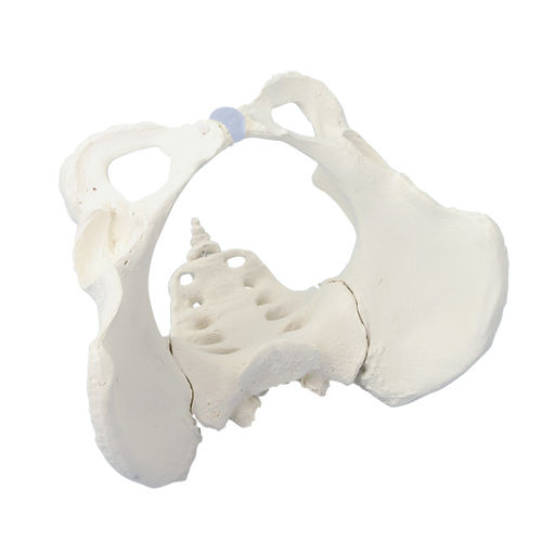 Modello anatomico di articolazione - 4054 - Erler-Zimmer - di pelvi / di osso sacro / ad uso didattico