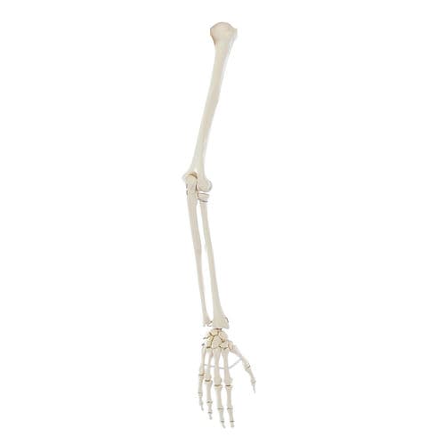 Modello anatomico di articolazione - 6012 - Erler-Zimmer - di braccio / ad uso didattico