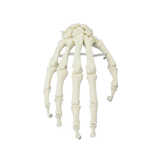 Modello anatomico di mano - 6001 - Erler-Zimmer - ad uso didattico