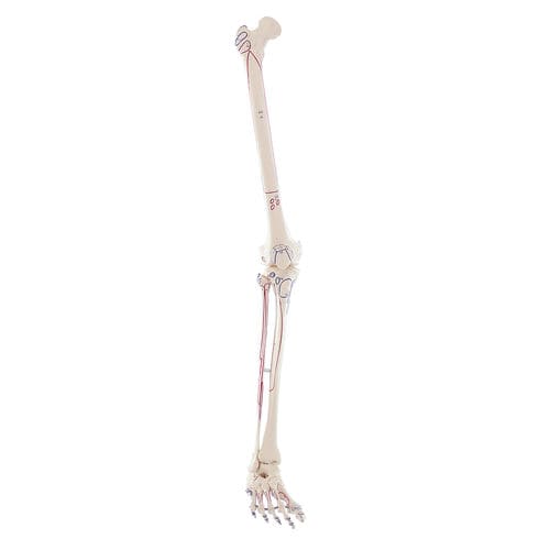 Modello anatomico di scheletro - 6071 - Erler-Zimmer - di gamba / ad uso didattico / con marcatura dei muscoli