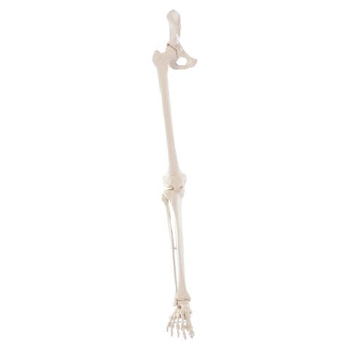 Modello anatomico di scheletro - 6068 - Erler-Zimmer - di gamba / di piede / ad uso didattico