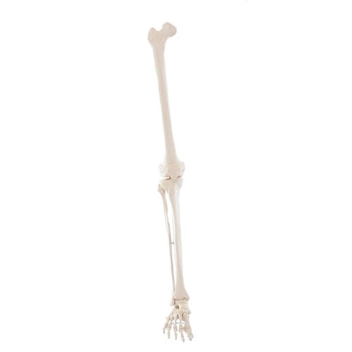 Modello anatomico di scheletro - 6062 - Erler-Zimmer - di gamba / di piede / ad uso didattico