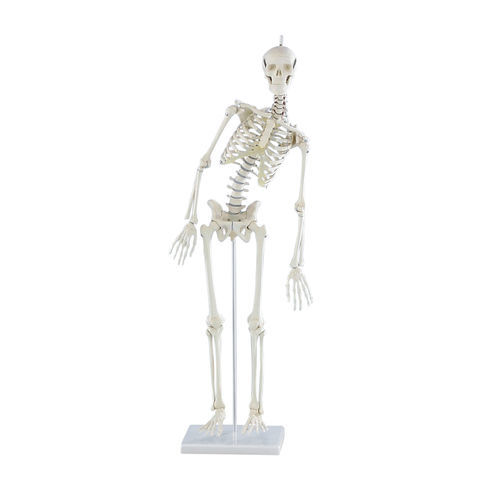 Modello anatomico di articolazione - 3040  - Erler-Zimmer - di scheletro / ad uso didattico / in miniatura