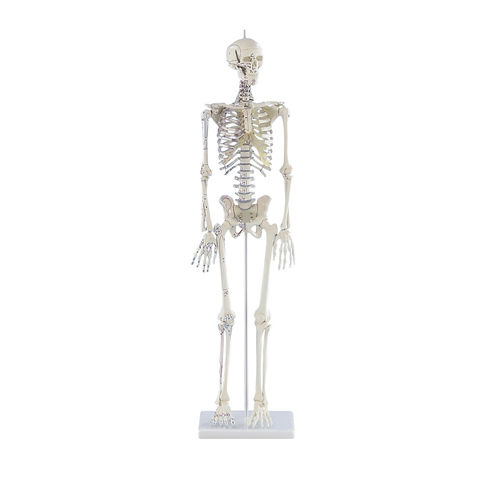 Modello anatomico di scheletro - Daniel - Erler-Zimmer - ad uso didattico / con marcatura dei muscoli