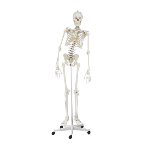 Modello anatomico di colonna vertebrale - Hugo - Erler-Zimmer - di articolazione / di scheletro / ad uso didattico