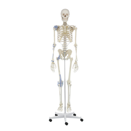Modello anatomico di articolazione - Otto - Erler-Zimmer - di scheletro / ad uso didattico / articolato