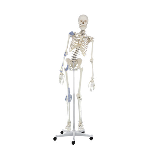 Modello anatomico di colonna vertebrale - Toni - Erler-Zimmer - di articolazione / di scheletro / ad uso didattico