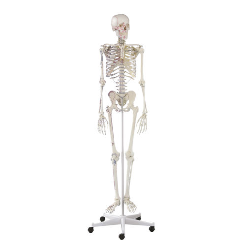 Modello anatomico di articolazione - Arnold - Erler-Zimmer - di scheletro / ad uso didattico / articolato