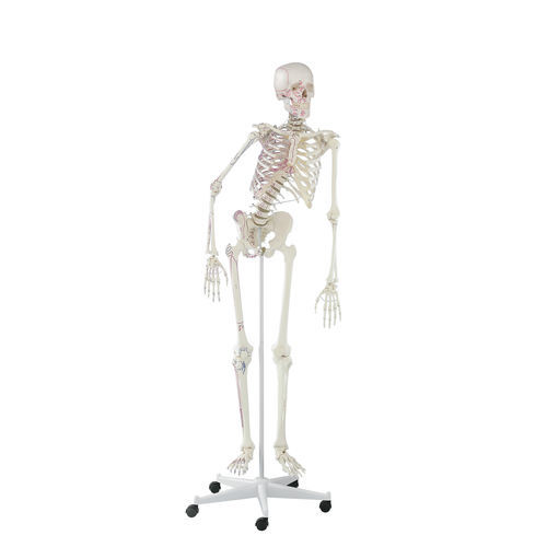 Modello anatomico di colonna vertebrale - Peter - Erler-Zimmer - di articolazione / di scheletro / ad uso didattico