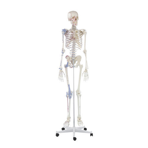 Modello anatomico di scheletro - Bert - Erler-Zimmer - ad uso didattico / articolato / con marcatura dei muscoli
