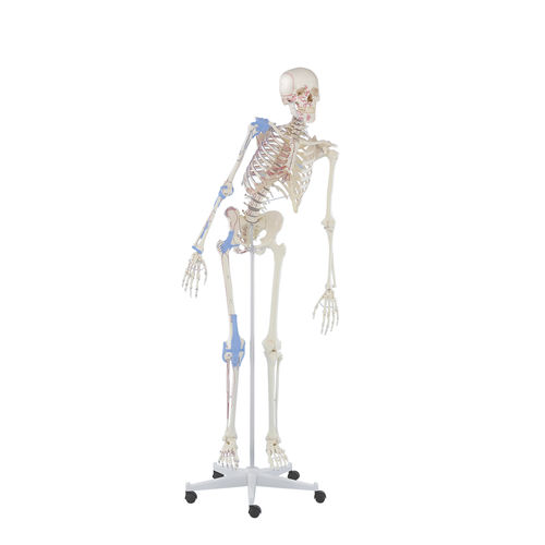 Modello anatomico di scheletro - Max - Erler-Zimmer - ad uso didattico / con colonna vertebrale flessibile / articolato