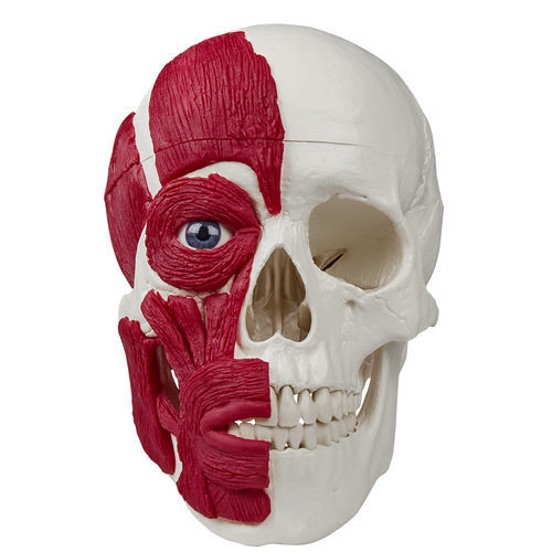 Modello anatomico di cranio - 4514 - Erler-Zimmer - ad uso didattico / con muscolatura / articolato