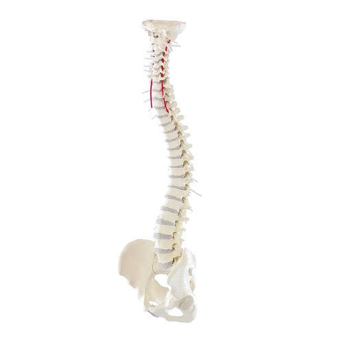 Modello anatomico di colonna vertebrale - 4006 - Erler-Zimmer - di arteria vertebrale / ad uso didattico / con pelvi rimovibile