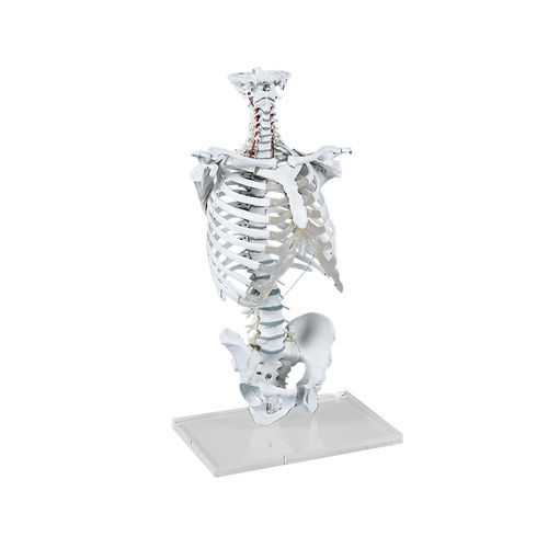 Modello anatomico di midollo spinale - 4020 - Erler-Zimmer - di cranio / di colonna vertebrale / toracico