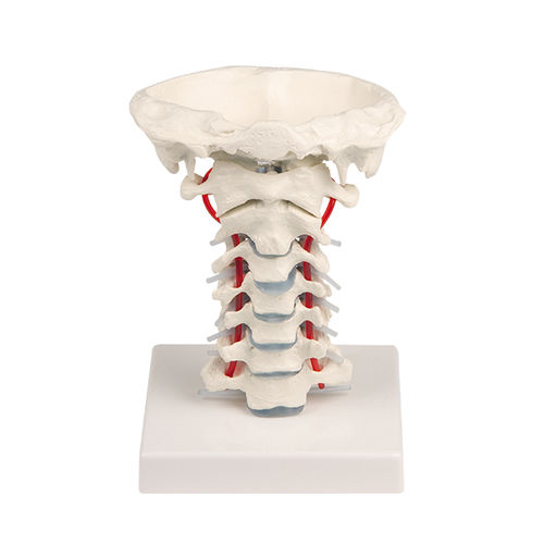 Modello anatomico colonna vertebrale cervicale - 4073 - Erler-Zimmer - ad uso didattico
