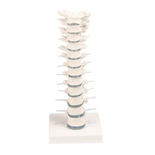 Modello anatomico di vertebre toraciche - 4060 - Erler-Zimmer - ad uso didattico