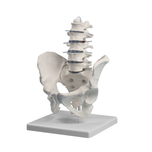 Modello anatomico di pelvi - 4040 - Erler-Zimmer - di colonna vertebrale lombare / ad uso didattico