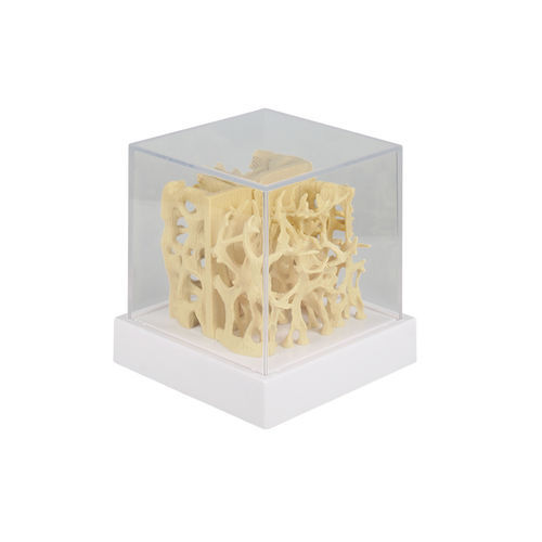 Modello anatomico osseo - 4062 - Erler-Zimmer - di costola / ad uso didattico / di osteoporosi