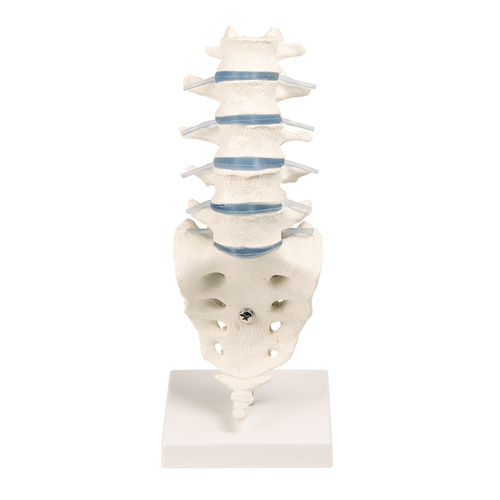 Modello anatomico di colonna vertebrale - 4036 - Erler-Zimmer - di colonna vertebrale lombare / ad uso didattico