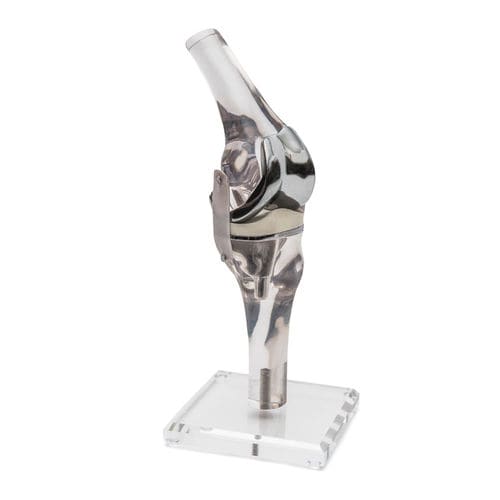 Modello anatomico per ginocchio - 4449 - Erler-Zimmer - didattico / trasparente