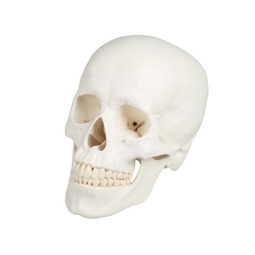Modello anatomico di cranio - 4500 - Erler-Zimmer - didattico / maschile