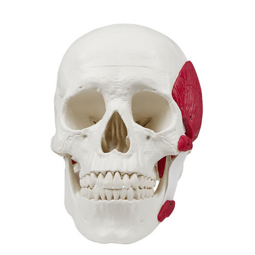 Modello anatomico di cranio - 4512 - Erler-Zimmer - temporale / didattico / maschile