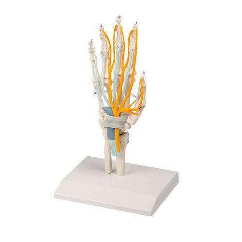 Modello anatomico di mano - 6011 - Erler-Zimmer - didattico / con nervi