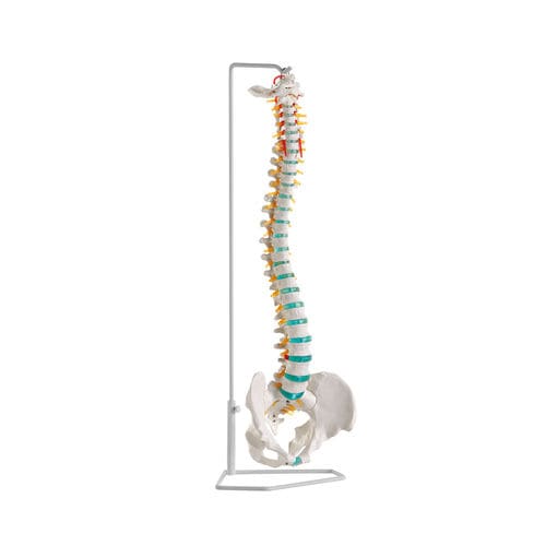 Modello anatomico di rachide - A250 - Erler-Zimmer - didattico / flessibile